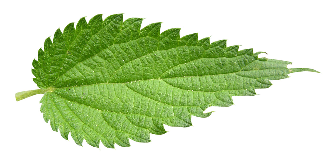 Stinging Nettles - Love or Hate?