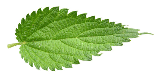 Stinging Nettles - Love or Hate?